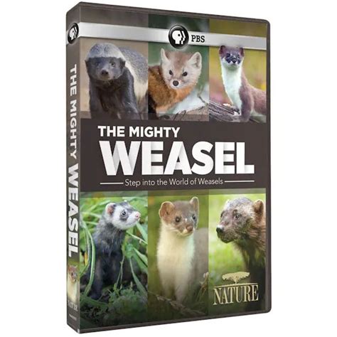 weasel village true|The Mighty Weasel .